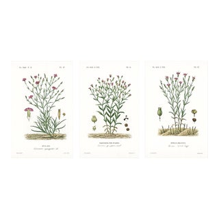 1870 G. Dupuis Lithographs From the Vegetable Kingdom — Understated Antique Natural History Illustrations Set of 3 For Sale