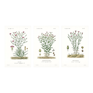 1870 G. Dupuis Lithographs From the Vegetable Kingdom — Understated Antique Natural History Illustrations Set of 3