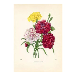 1960s, Carnation Print by Pierre Redoute, Original Antique Botanical Print For Sale