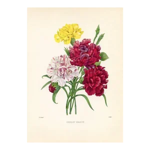 1960s, Carnation Print by Pierre Redoute, Original Antique Botanical Print