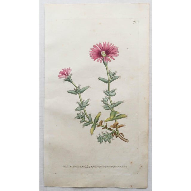 Late 18th Century After Sowerby, Botanical Prints, 1793, Lithograph, Set of 12 For Sale - Image 5 of 14