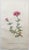 Late 18th Century After Sowerby, Botanical Prints, 1793, Lithograph, Set of 12 For Sale - Image 5 of 14