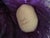 Purple Mongolian Lamb Fur Large Collectible Teddy Bear by Bear Mountain Artist Kathy Bindert For Sale In Washington DC - Image 6 of 8