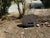 Metal 1950s Cast Iron Charcuterie Pig Sculpture For Sale - Image 7 of 10
