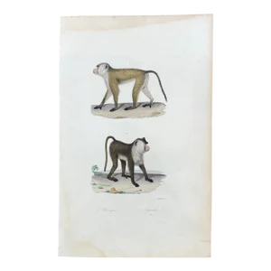 French Antique 18th Century "Macaque" Monkey Animal Engraving Hand Colored Signed Artwork
