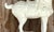Vintage Asian Ceramic Tang Dynasty Style Horse For Sale - Image 12 of 12