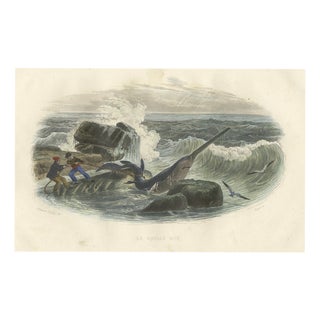 After Édouard Traviès, Le Squale Scie (Sawfish), 1840, Hand-Colored Engraving For Sale