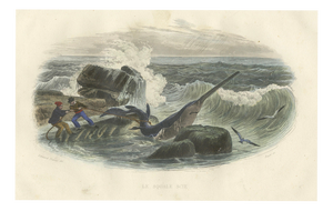 After Édouard Traviès, Le Squale Scie (Sawfish), 1840, Hand-Colored Engraving