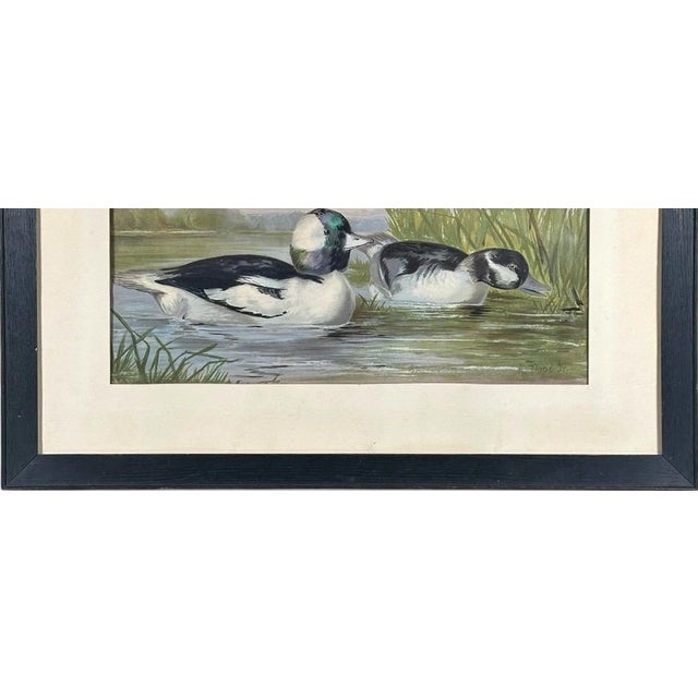 Late 19th Century Antique 1878 Alexander Pope Jr Duck Chromolithograph Bufflehead Ducks Framed For Sale - Image 5 of 10