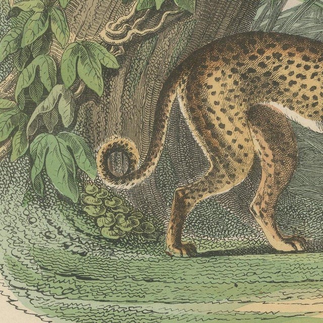 Antique Lion, Jaguar, Leopard and Cheetah Print by Kolb, 1890 For Sale - Image 4 of 12