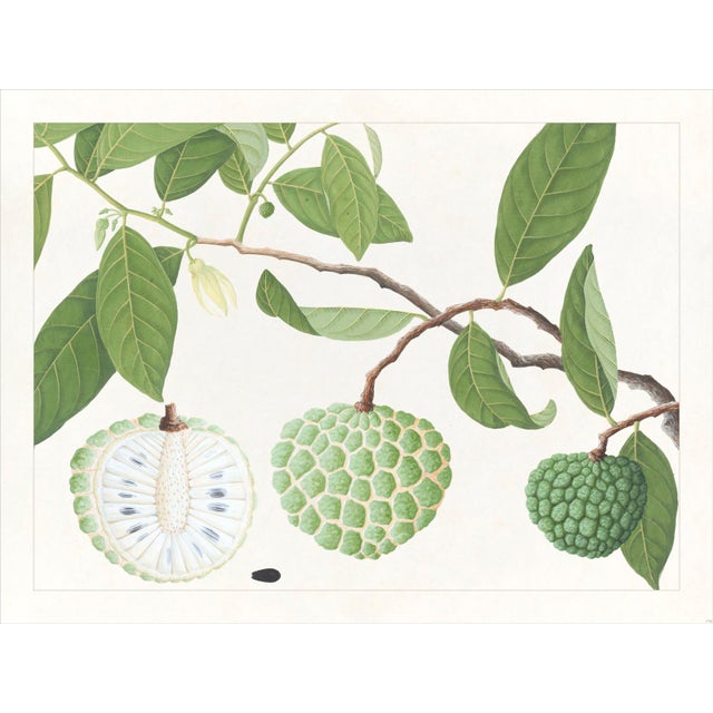 Golden Tropic Botanicals – Set of 8 Giclée Prints in Bamboo Moulding For Sale - Image 11 of 18