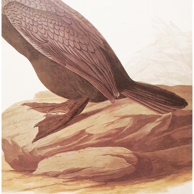 1960s 1966 Vintage Cottage Print "Double-Crested Cormorant" After John James Audubon For Sale - Image 5 of 9