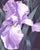 This oil painting features a large, delicate iris in soft lavender hues, its petals gracefully unfurling against a dark...