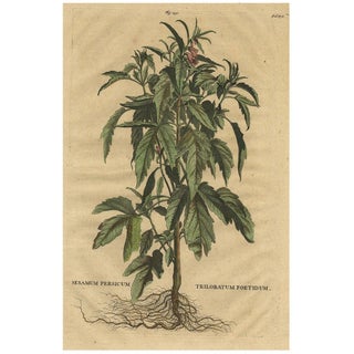 Sesame Plant, 1696, Paper For Sale