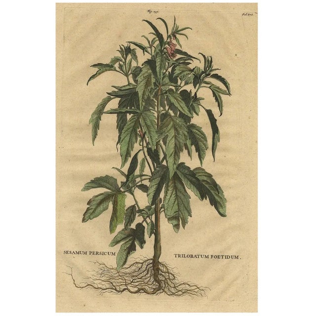 Sesame Plant, 1696, Paper For Sale