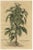 Sesame Plant, 1696, Paper For Sale