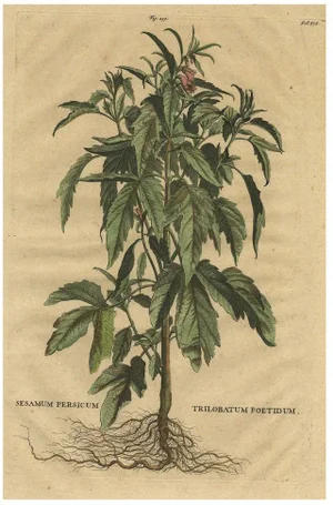 Sesame Plant, 1696, Paper