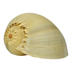 Vintage Late 20th Century Nautical Coastal Decor Natural Melon Shell