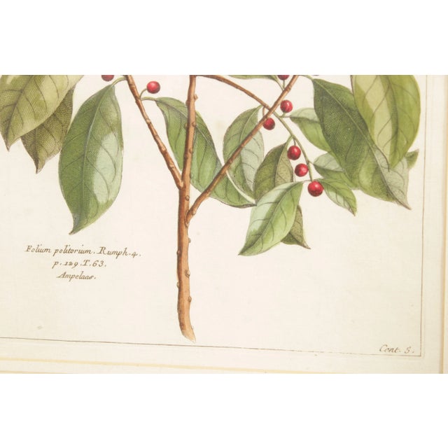 Botanical Illustration Foliate Berry Colored Engraving, Custom Framed For Sale - Image 11 of 13