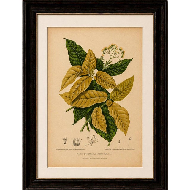 Title: original antique botanical chromolithograph of white birdcatcher tree, c. 1880 : a beautiful original antique...