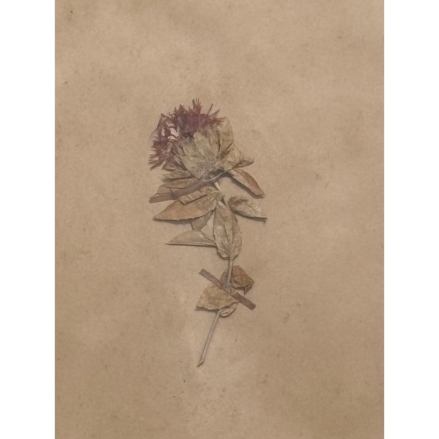 Lovely, subtle, entirely original early 20th C. Botanical Dried Flower Pressing. A single specimen, floral, with hints of...