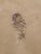 Lovely, subtle, entirely original early 20th C. Botanical Dried Flower Pressing. A single specimen, floral, with hints of...