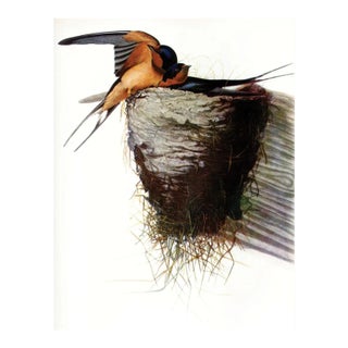 Audubon 9, Unframed Artwork For Sale