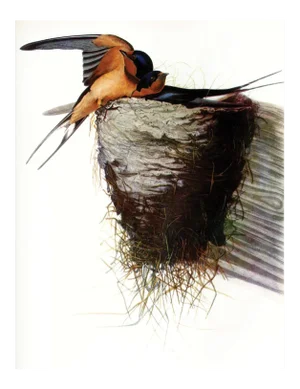 Audubon 9, Unframed Artwork