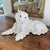 Antique French Faience Normandy Terracotta White Bavent Spaniel Dog For Sale - Image 4 of 11