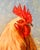 Farmhouse Folk Art Rooster Archival Giclee Print, by Pam Lewis For Sale - Image 3 of 10