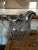 Metal 1912 Antique Us Glass Athenia Reverse 44 Pitcher, Vase & Wine Goblets - Set of 7 For Sale - Image 7 of 10