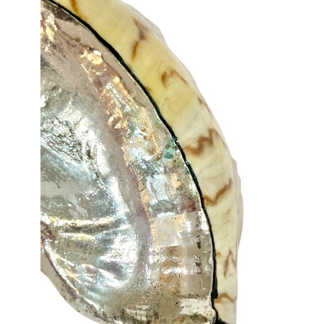 Partially Silvered Nobilis Shell in the Style of Bucellati 5” For Sale - Image 6 of 8