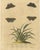 Butterflies on grasses with caterpillar – eleazar albin hand-colored engraving, 1720 this finely hand-colored copper...