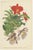 Paper Vintage Botanical Illustrations from Revue Horticole, 1855, Set of 8 For Sale - Image 7 of 10