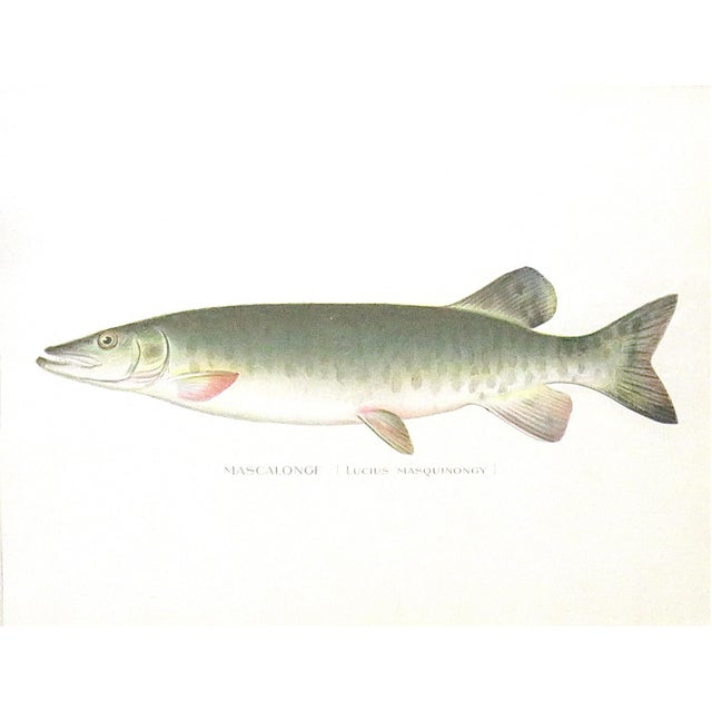 Mid-Century Modern Set of 4 Original Antique Denton Framed Fish Prints C. 1900 For Sale - Image 3 of 7