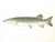 Mid-Century Modern Set of 4 Original Antique Denton Framed Fish Prints C. 1900 For Sale - Image 3 of 7