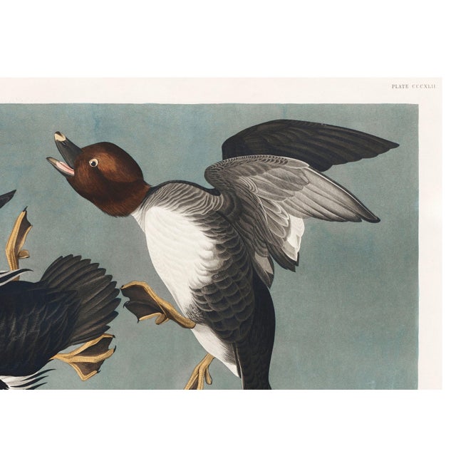 Paper John James Audubon Golden-Eye Duck From Birds of America, Vintage Art Print Reproduction, 24″ × 18″ For Sale - Image 7 of 10