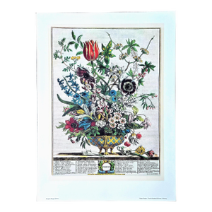 1980s Vintage Robert Furber February Botanical From "Twelve Months of Flowers” Pierpont Morgan Library Print