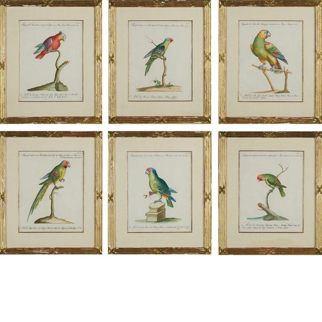Xaviero Manetti, Ornithologia, 1800s, Engraving & Paper, Set of 6 For Sale - Image 9 of 9