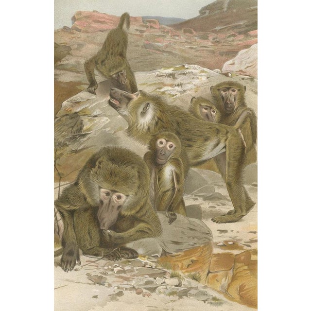 After Wilhelm Kuhnert, Baboons, 1894, Paper For Sale - Image 4 of 9