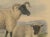 After W. Nicholson, Ewe and Lamb of the Norfolk Breed, 1841, Lithograph on Paper For Sale - Image 3 of 6