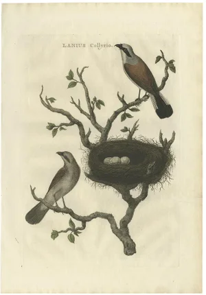 C. Nozeman, M. Houttuyn and J.C. Sepp, Red-Backed Shrike, 1789, Paper