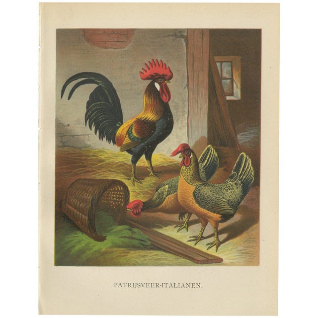 After Förster, The Regal Partridge Italian Chicken, 19th Century, Lithograph For Sale