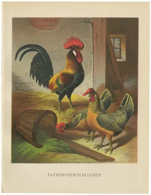 After Förster, The Regal Partridge Italian Chicken, 19th Century, Lithograph