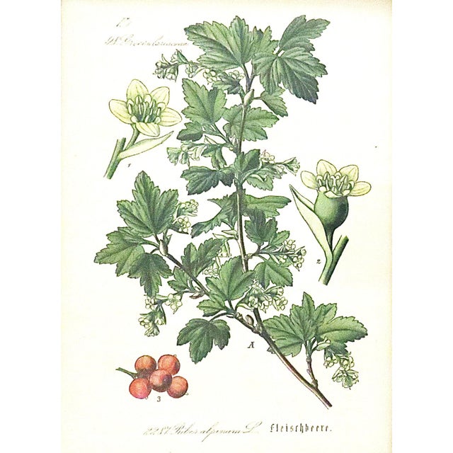 Set of 5 Antique Botanical Prints Framed Floral Flowers For Sale - Image 4 of 7