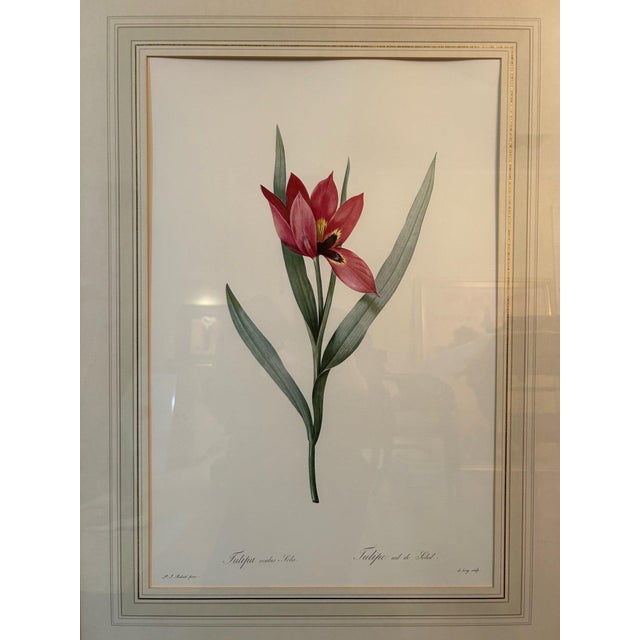 French Vintage Framed Botanical Tulip Prints — A Pair For Sale - Image 3 of 7