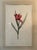 French Vintage Framed Botanical Tulip Prints — A Pair For Sale - Image 3 of 7
