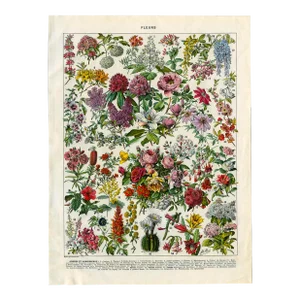 “Fleurs- Arbres Et Arbrisseaux” - Giclee Print of an Antique Floral Encyclopedia Page Illustrated by Millot - Bright Colorway