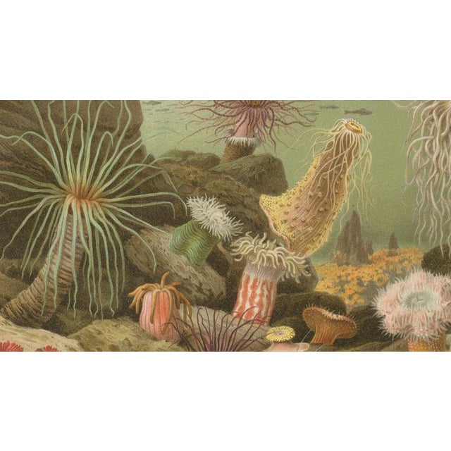 Richard Lydekker, Sea Anemones Colorful Marine Invertebrates, 1896, Color Process Print For Sale - Image 6 of 9