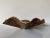 Large - 1980s Vintage Organic Cococnut Shell Sculptural Bowl/Sold For Sale - Image 11 of 12